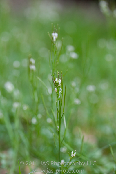 wild grass from my lawn