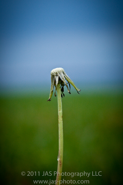 dandelion macro photography with a blue sky in the background