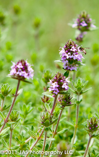 purple flowers with bee