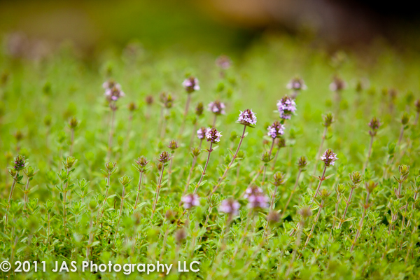 field of purple flowers