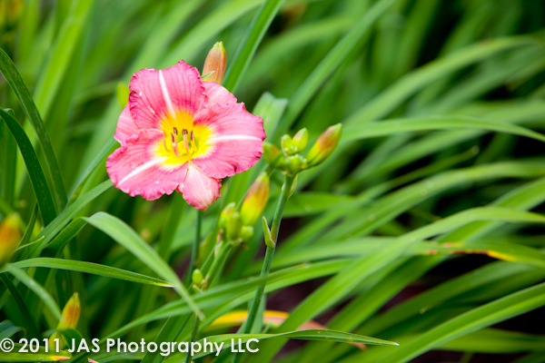 vibrant pink flower in bed of green grass