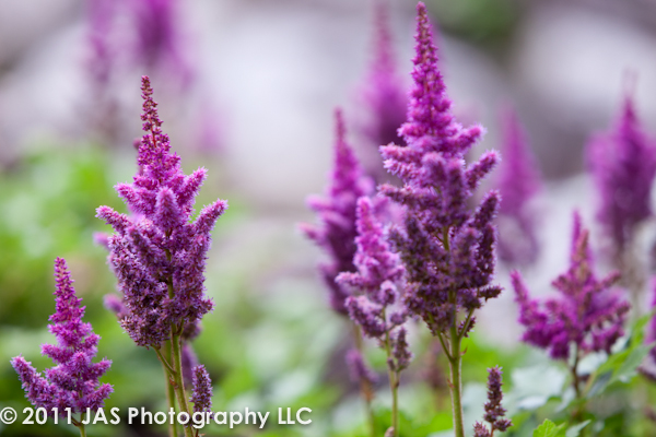 field of magenta flowers