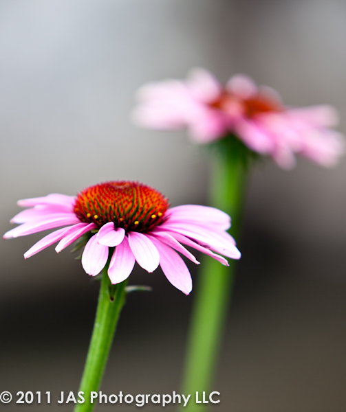 beautiful pink and purple daisy flower
