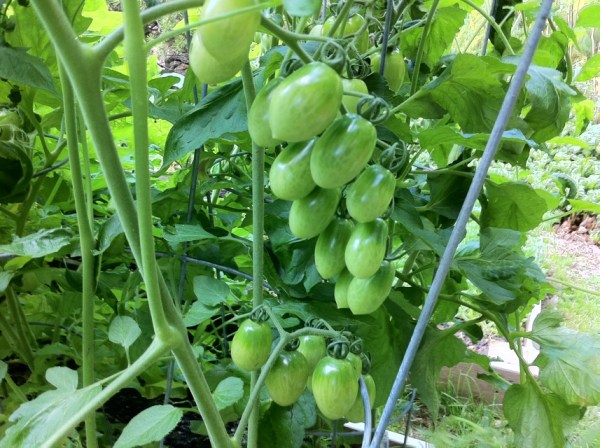 cherry tomato plant with blooms