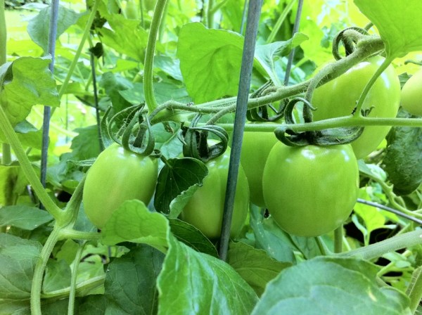 roma tomatos on plant still green
