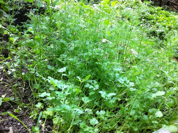 cilantro flowering