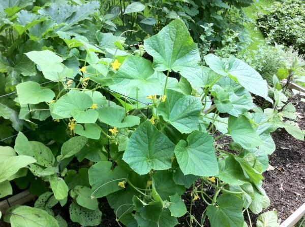cucumber vines with flowers on trelis