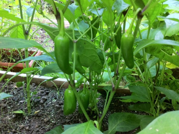 jalapeno peppers on plant