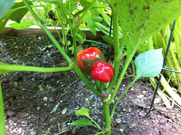 red cherry peppers on plant