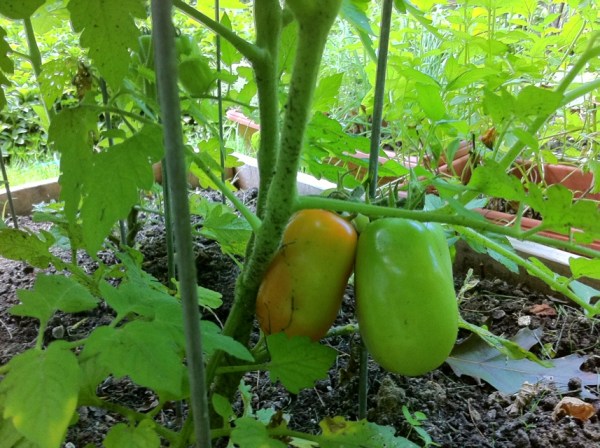 green san marzano tomatoes on plant turning red