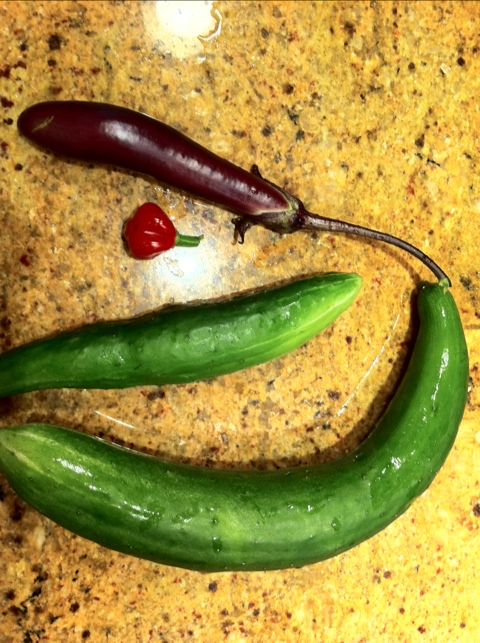harvested vegetables: cucumber, eggplant and pepper