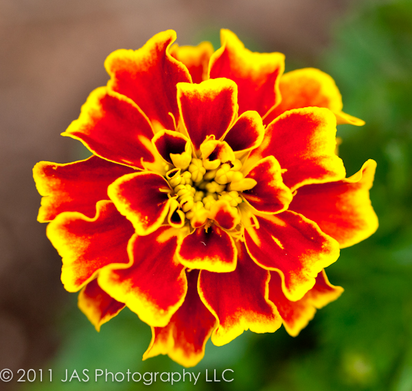 bright red orange and yellow flower