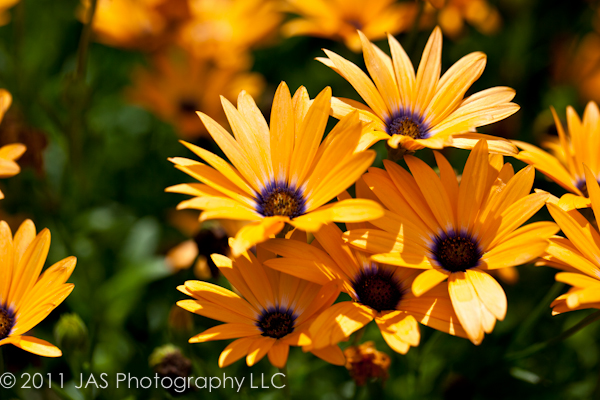 orange and purple daisy flowers