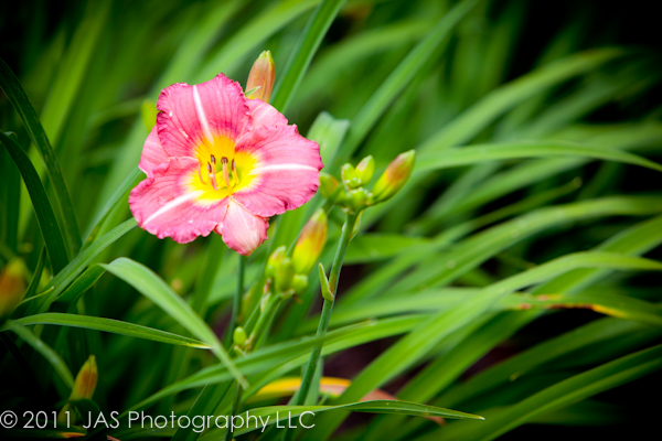 vibrant pink flower in bed of green grass