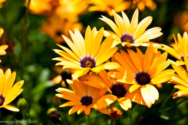 bright vibrant orange yellow and purple flowers free download picture for personal use